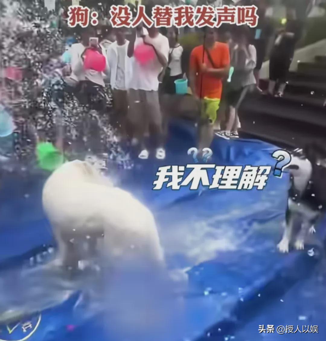 泼水节连狗路过都得淋两桶水,狗子:早知道就带上沐浴露了!(图1)