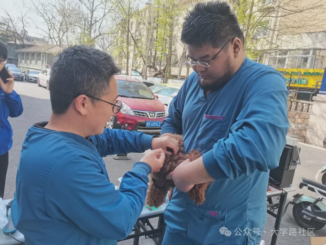 江苏路街道大学路社区开展“犬只狂犬疫苗进社区”活动(图2)
