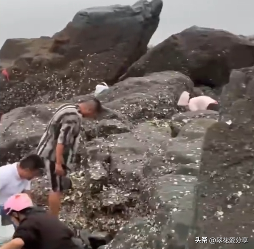 生蚝居然遍地都是!台风后生蚝遍地 福州市民组团赶海(图1)