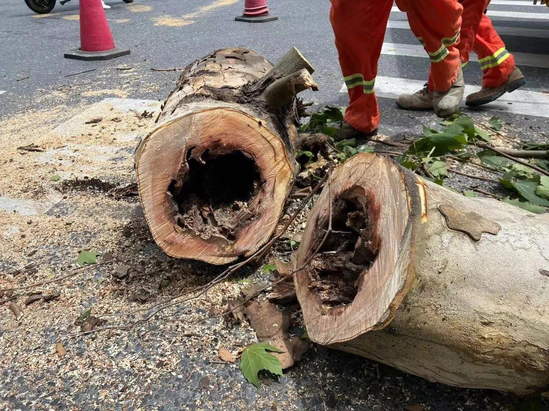 上海一外卖小哥街头被砸身亡,此路段树木全被“砍头”?官方回应(图1)