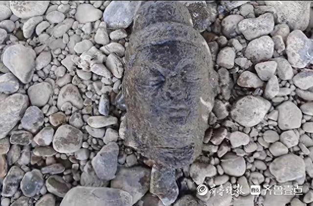 洛阳一男子河边钓鱼捡到佛头,龙门石窟研究院:初步鉴定为唐代的(图1)