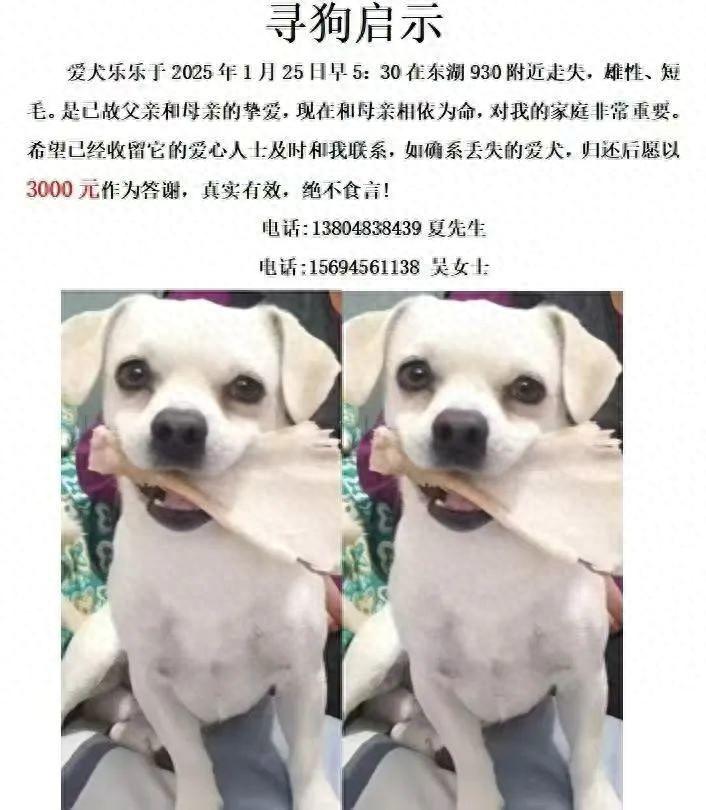 “它和母亲相依为命!”陪伴老妈的狗狗丢失,孝子悬赏3000元寻找(图1)