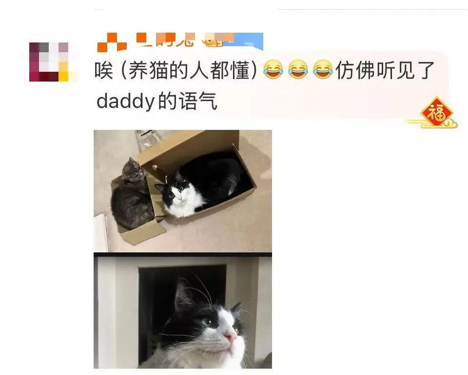 冲上热搜!费翔被“给脸色”(养猫的人都懂)了?(图3)