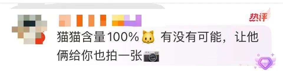 冲上热搜!费翔被“给脸色”(养猫的人都懂)了?(图4)