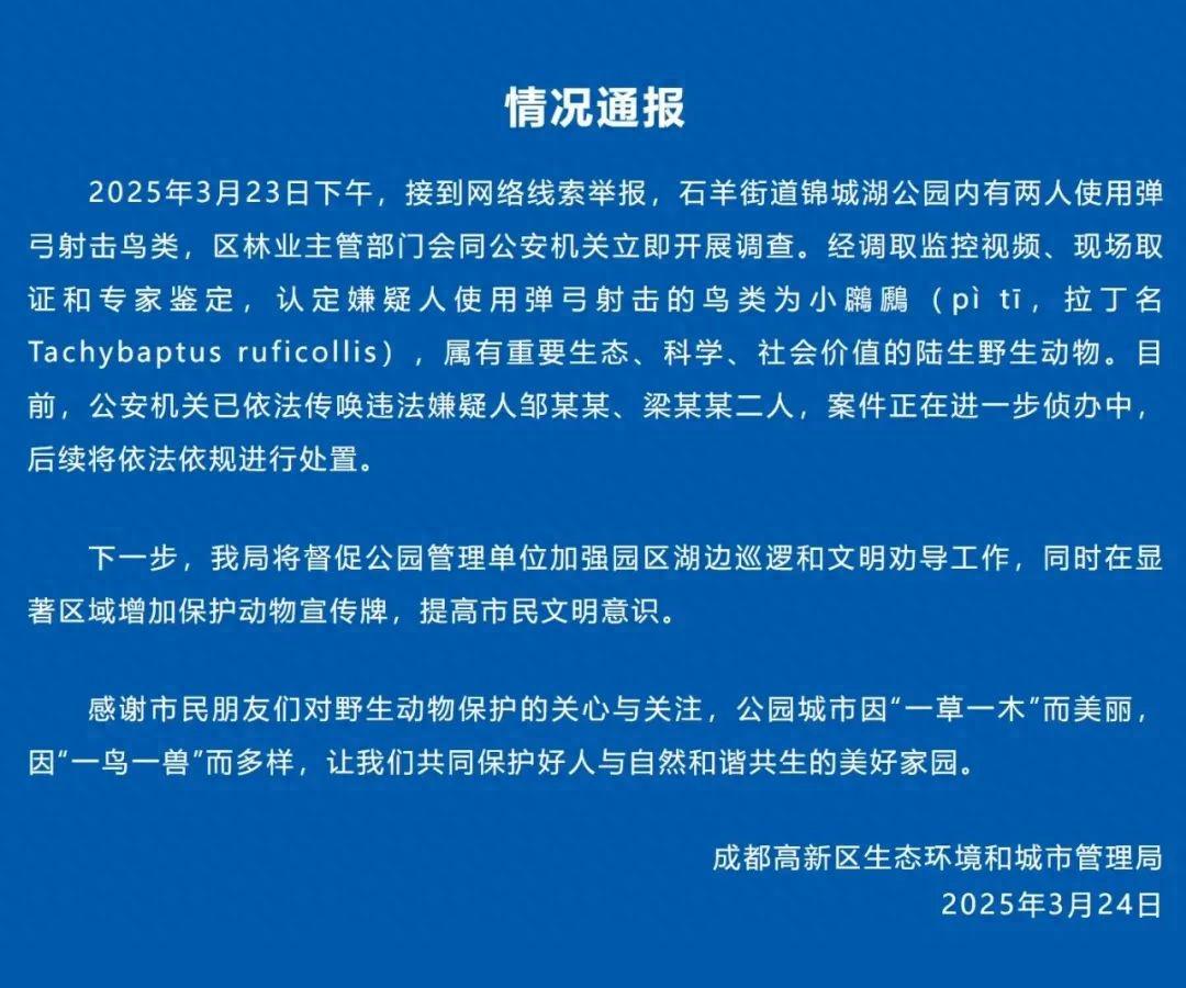 成都两男子用弹弓打死“三有”保护动物小鸊鷉，当地通报:依法传唤违法嫌疑人(图1)