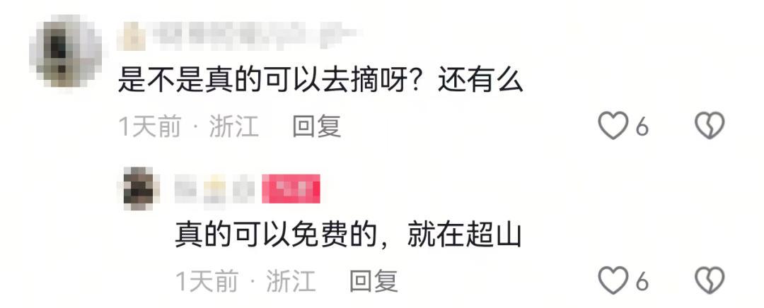杭州官方回应 多人冒险上山疯抢,爬树5米高摘 杨梅(图2)