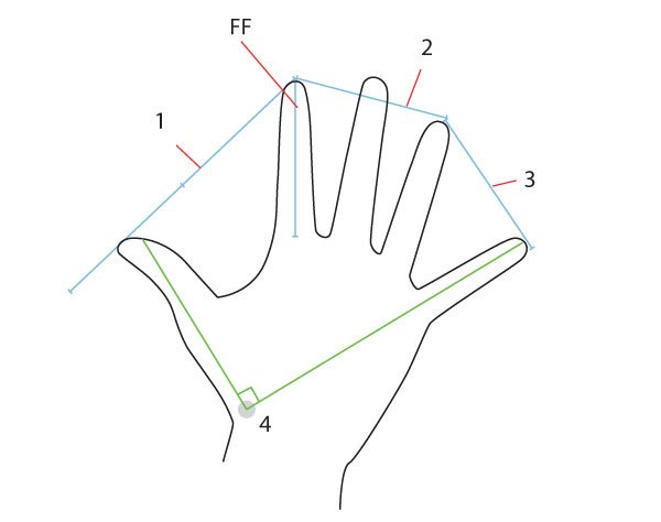 人体绘画教程-人体解剖学基础之如何画手(图8)