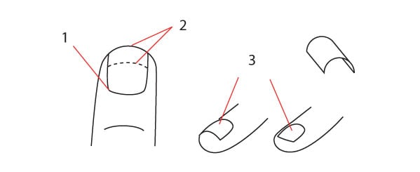 人体绘画教程-人体解剖学基础之如何画手(图7)